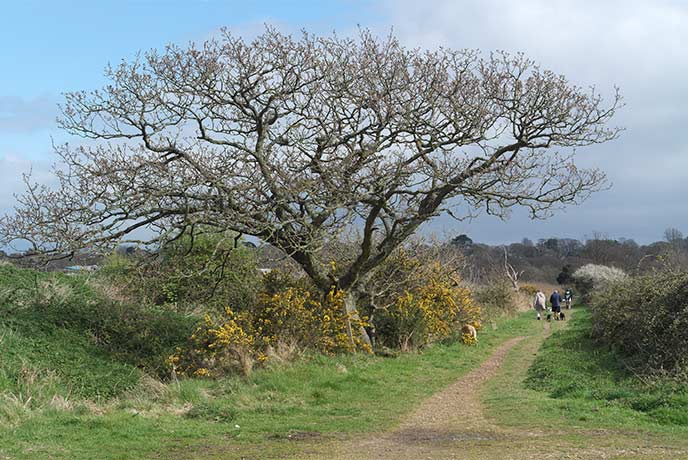 A tree in winter on Brading Marshes on the Isle of Wight