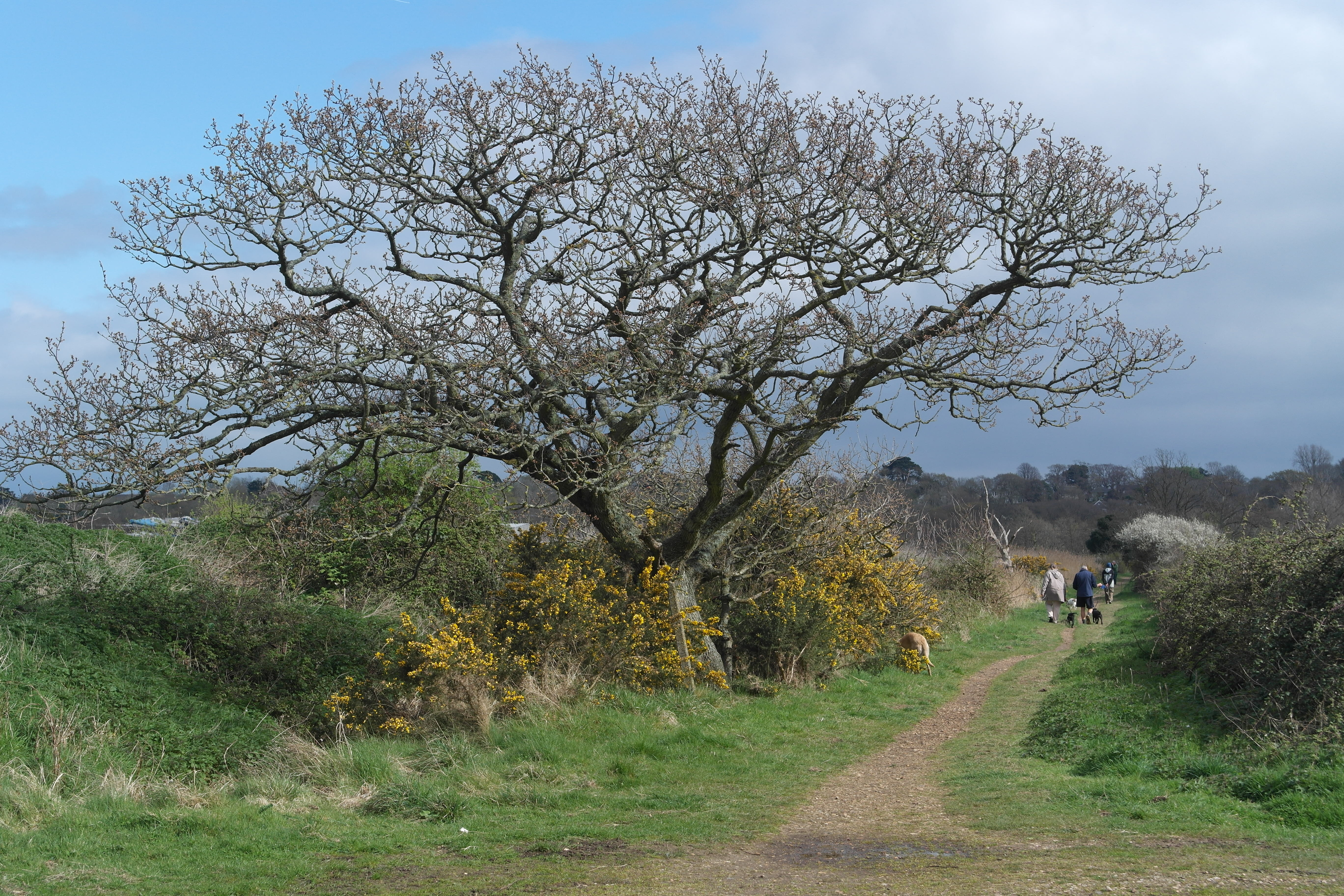 A Winter Walk on the Isle of Wight
