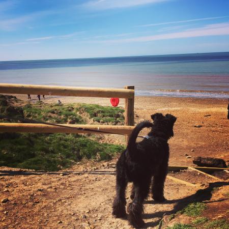Top Isle of Wight Pet Friendly Beaches