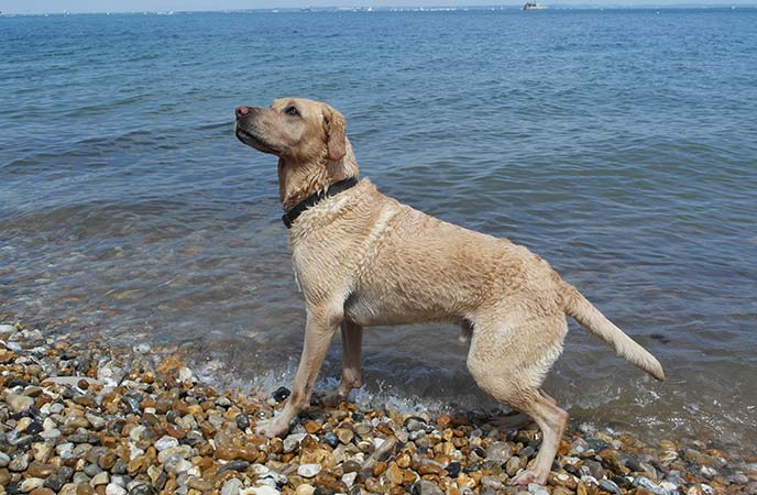 Dog Friendly Beaches on the Isle of Wight