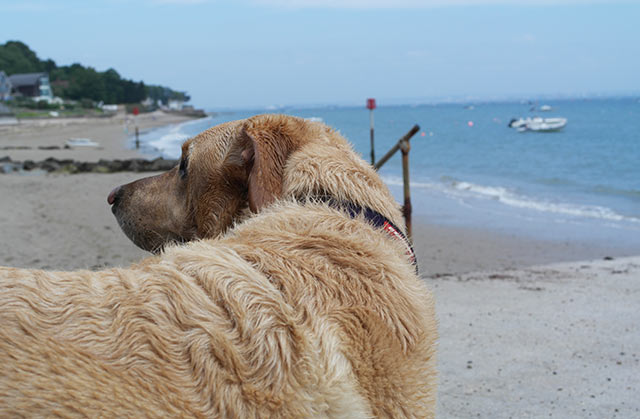 Pet Friendly Beaches on the Isle of Wight