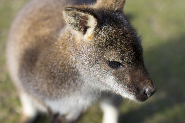 Tapnell Farm Animal Rescue