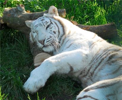 Adopt a Tiger at the Isle of Wight Zoo